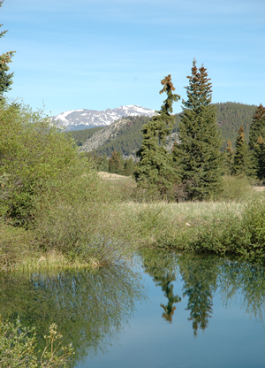 Swan Valley Reflections